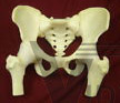 Female Pelvic Bone Anatomical Model